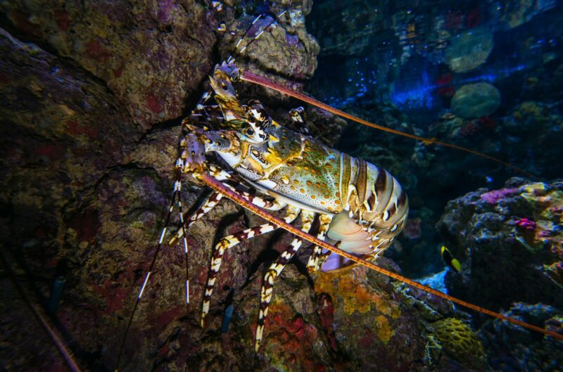 langouste calanques de piana